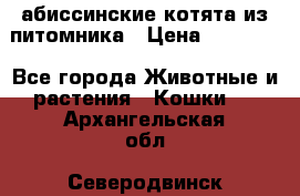 абиссинские котята из питомника › Цена ­ 15 000 - Все города Животные и растения » Кошки   . Архангельская обл.,Северодвинск г.